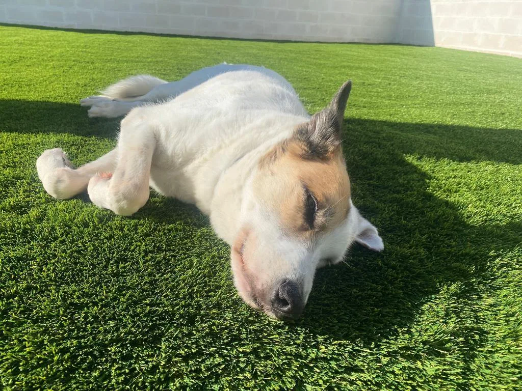 instalación y venta de césped artifical san fernando